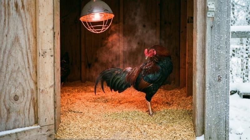 cham-soc-ga-mua-dong